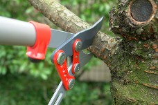 Tree Trimming Tree Trimming