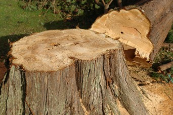 Tree Stump Tree Stump
